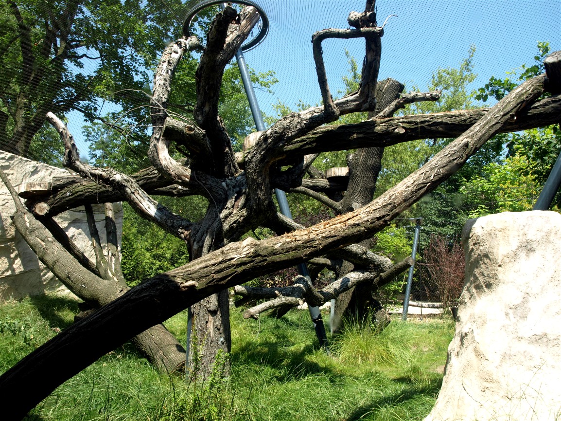 Dresden Zoo - Caracal exhibit