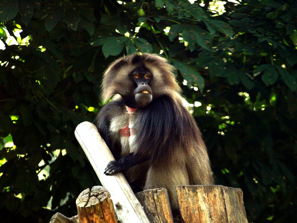 Dresden Zoo - Gelada