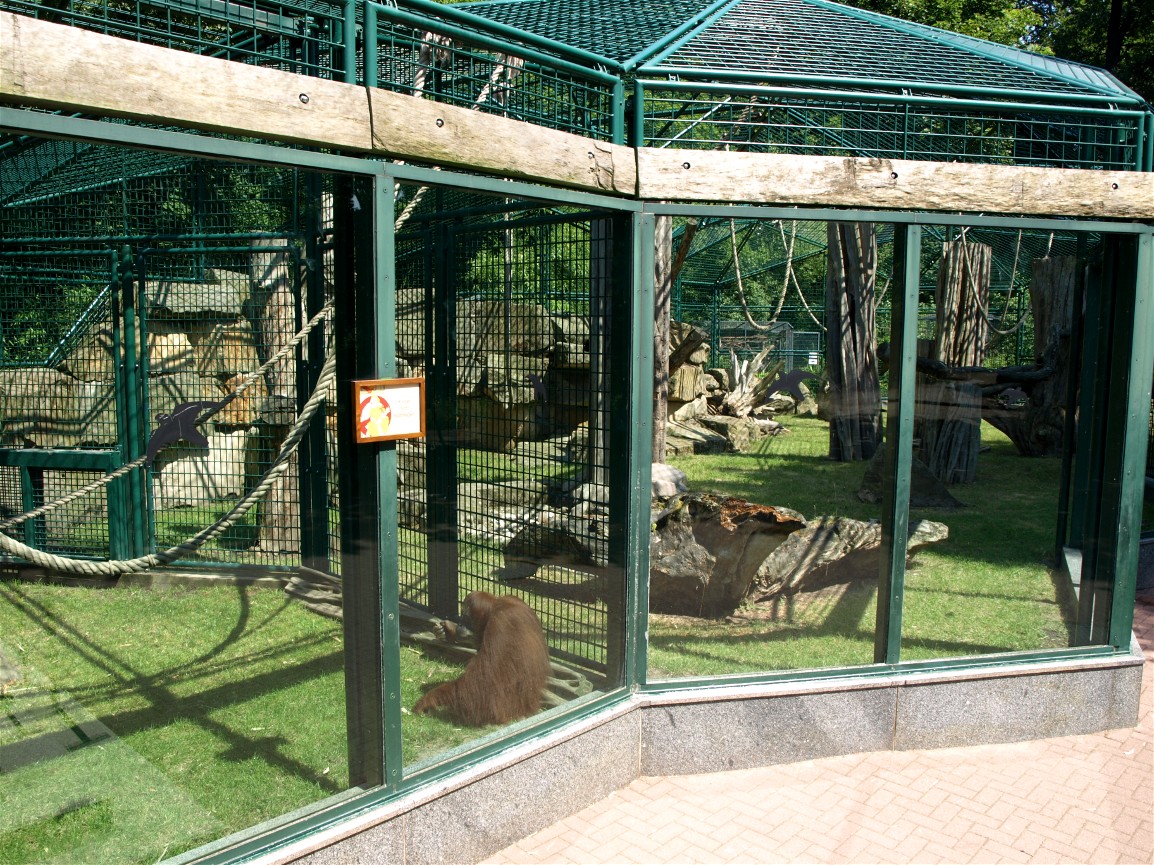 Dresden Zoo - Orangutan exhibit