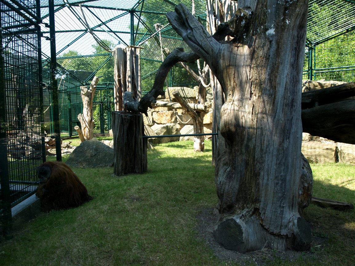 Dresden Zoo - Orangutan exhibit