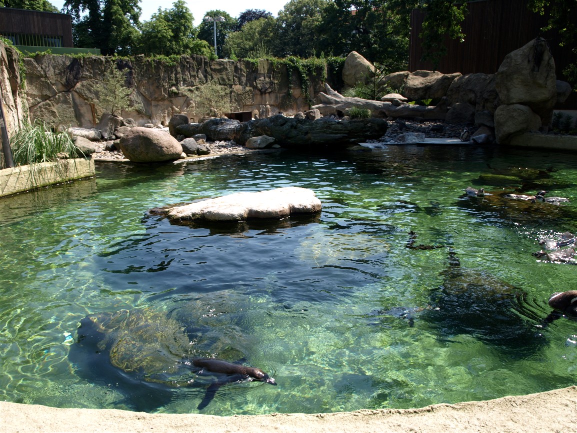 Dresden Zoo - Penguins