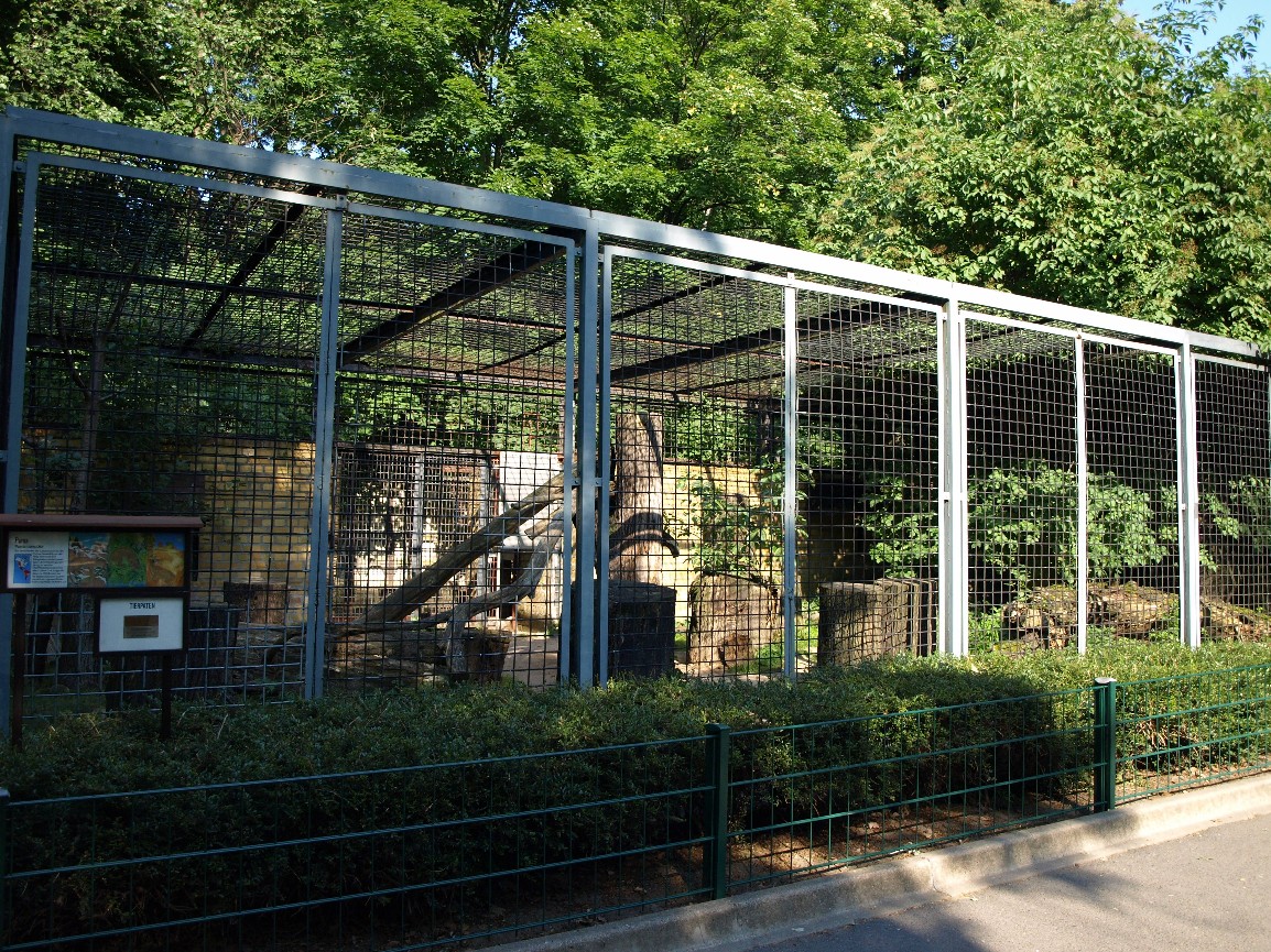 Dresden Zoo - Puma exhibit