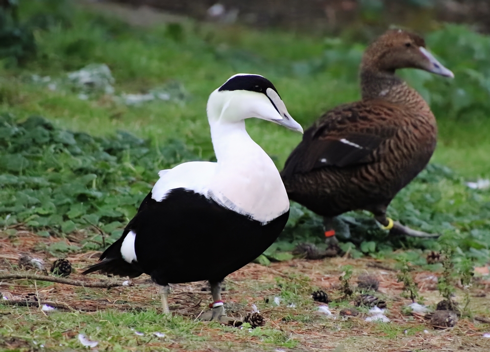 Dresser's eider (Somateria mollissima dresseri)