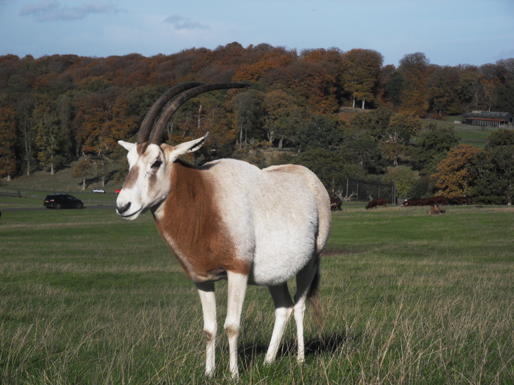 drew the breeding bull from woburn