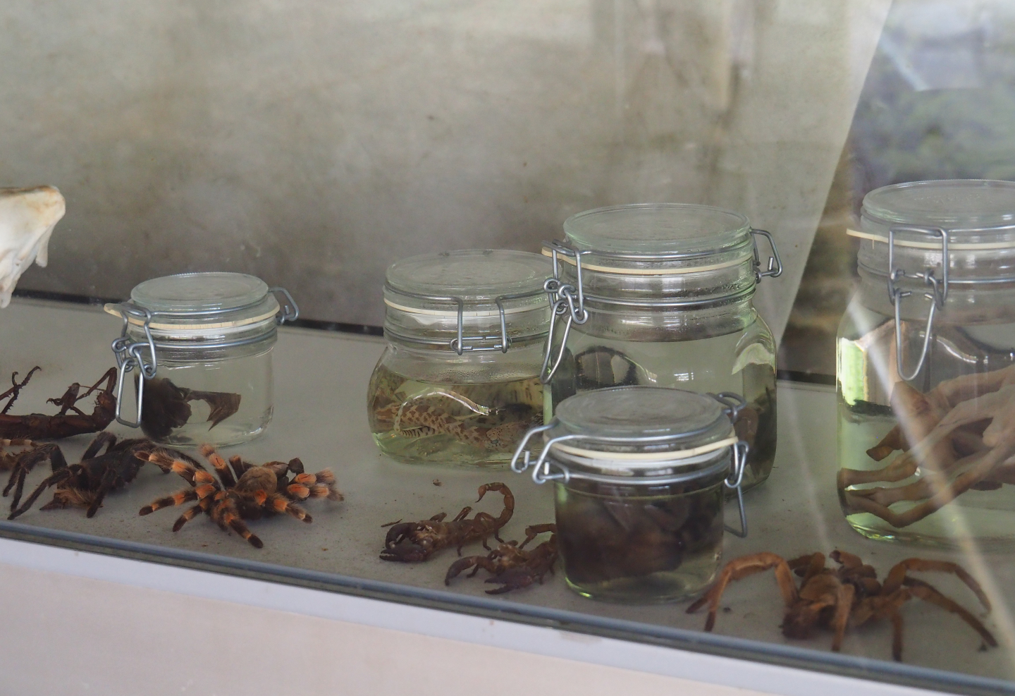 Dried and preserved animal specimens, 2019-08-11