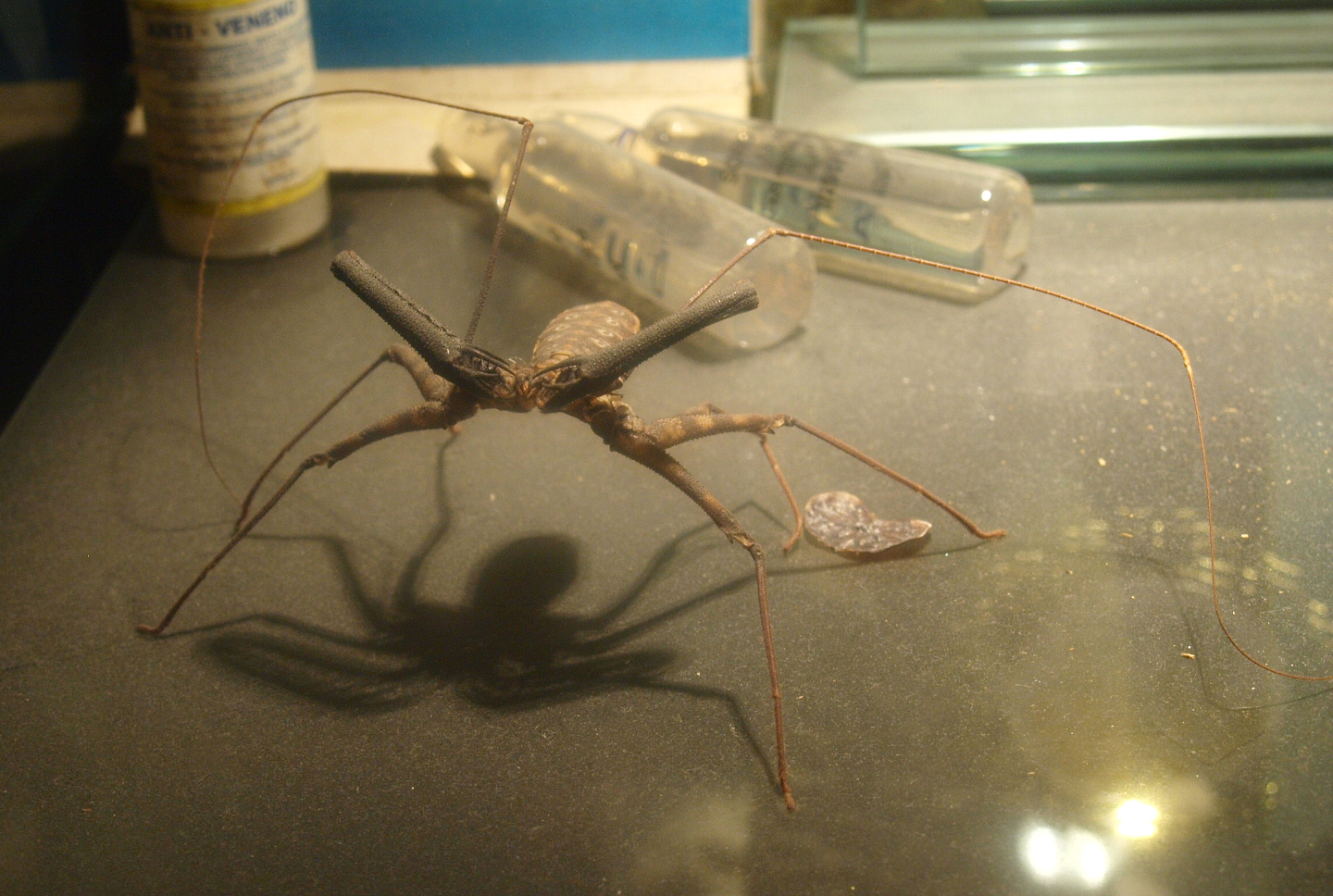 Dried and preserved whip scorpion specimen, 2017-02-06