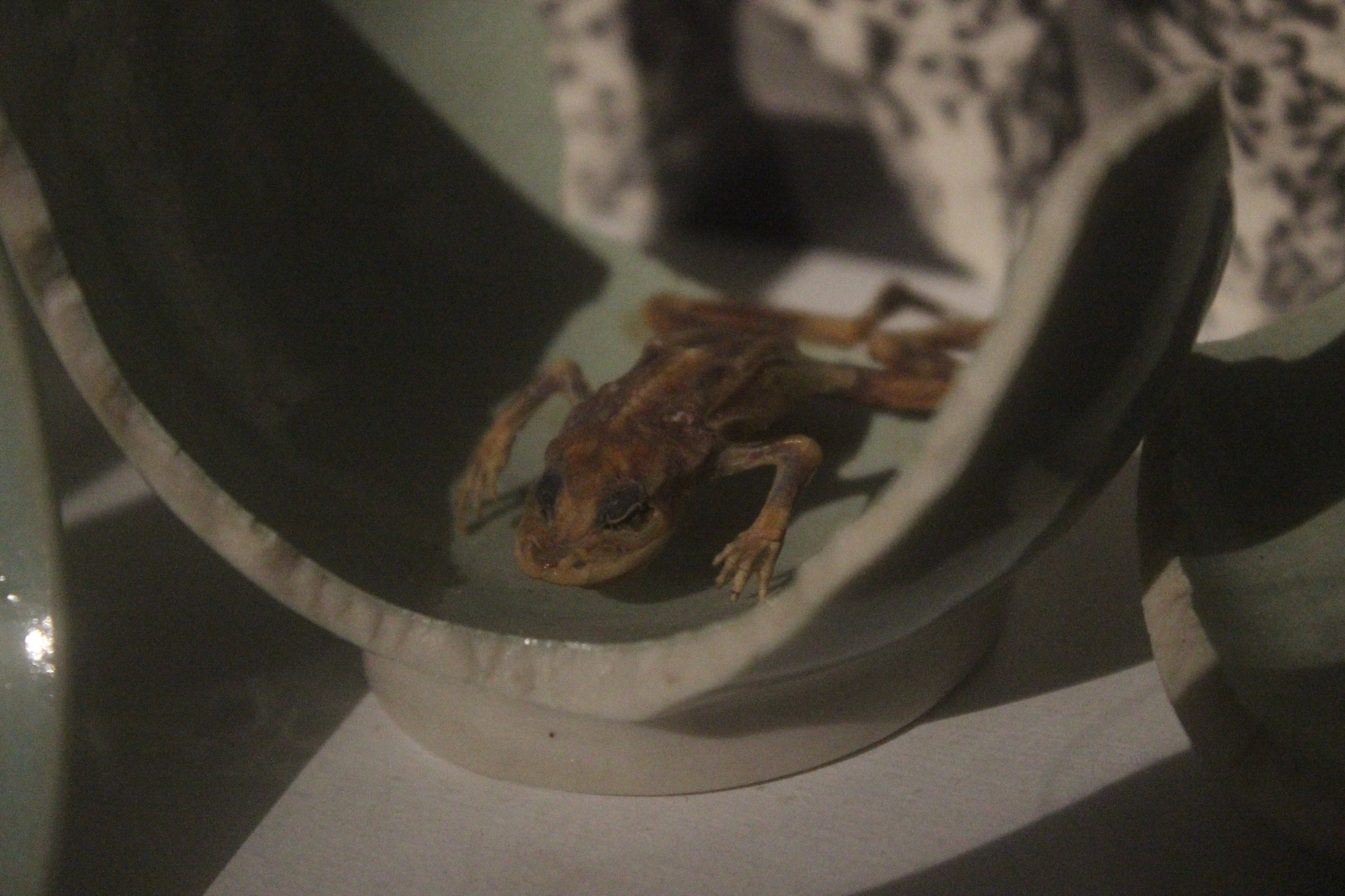 Dried frog, The Dowse Art Museum