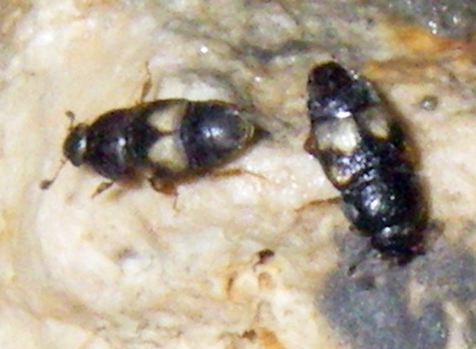 Dried-fruit Beetles (Carpophilus hemipterus)