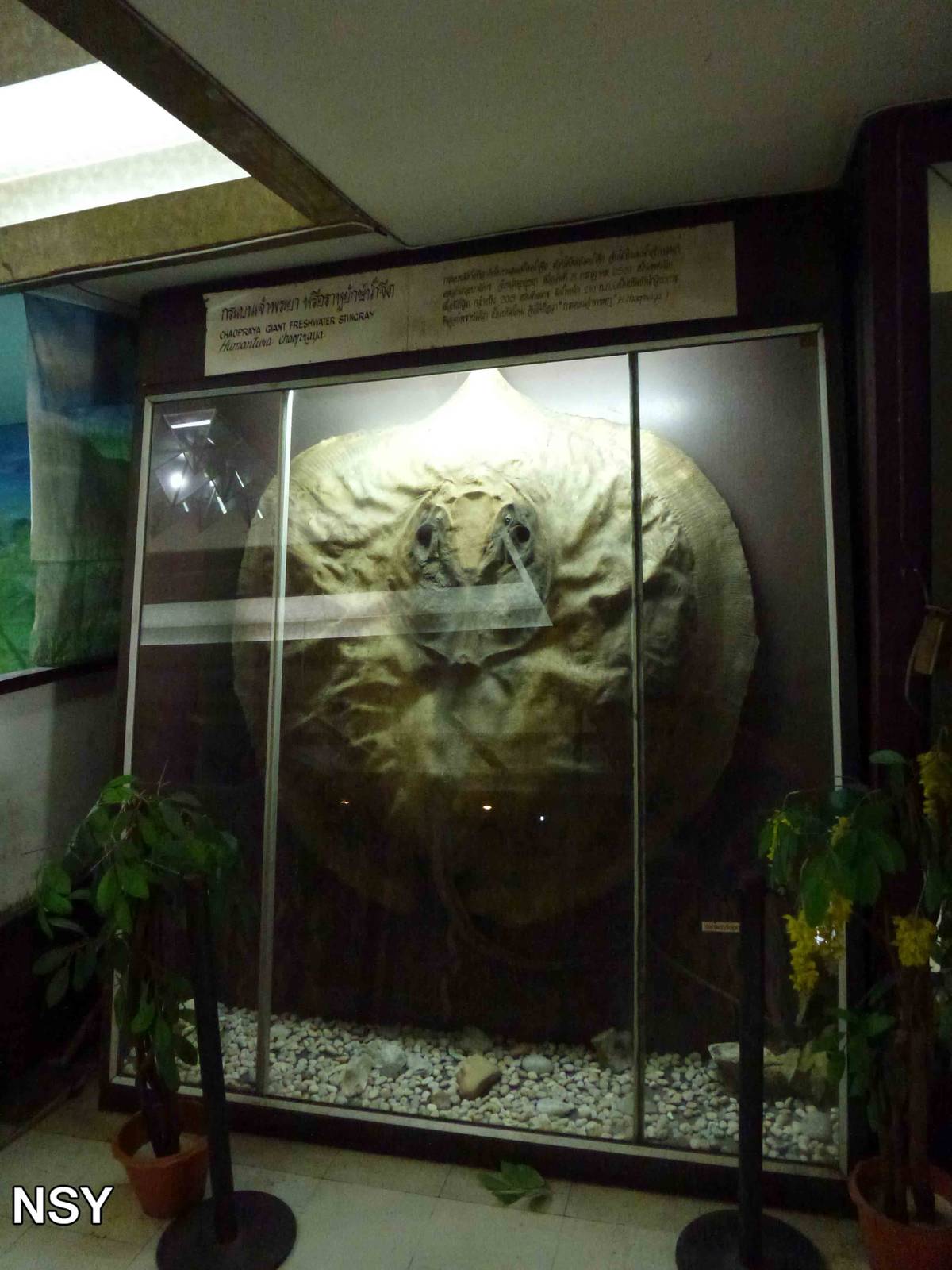 Dried giant freshwater stingray, June 2013.