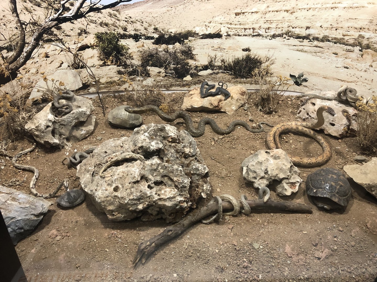 Dried reptile display at the MTA Natural History Museum