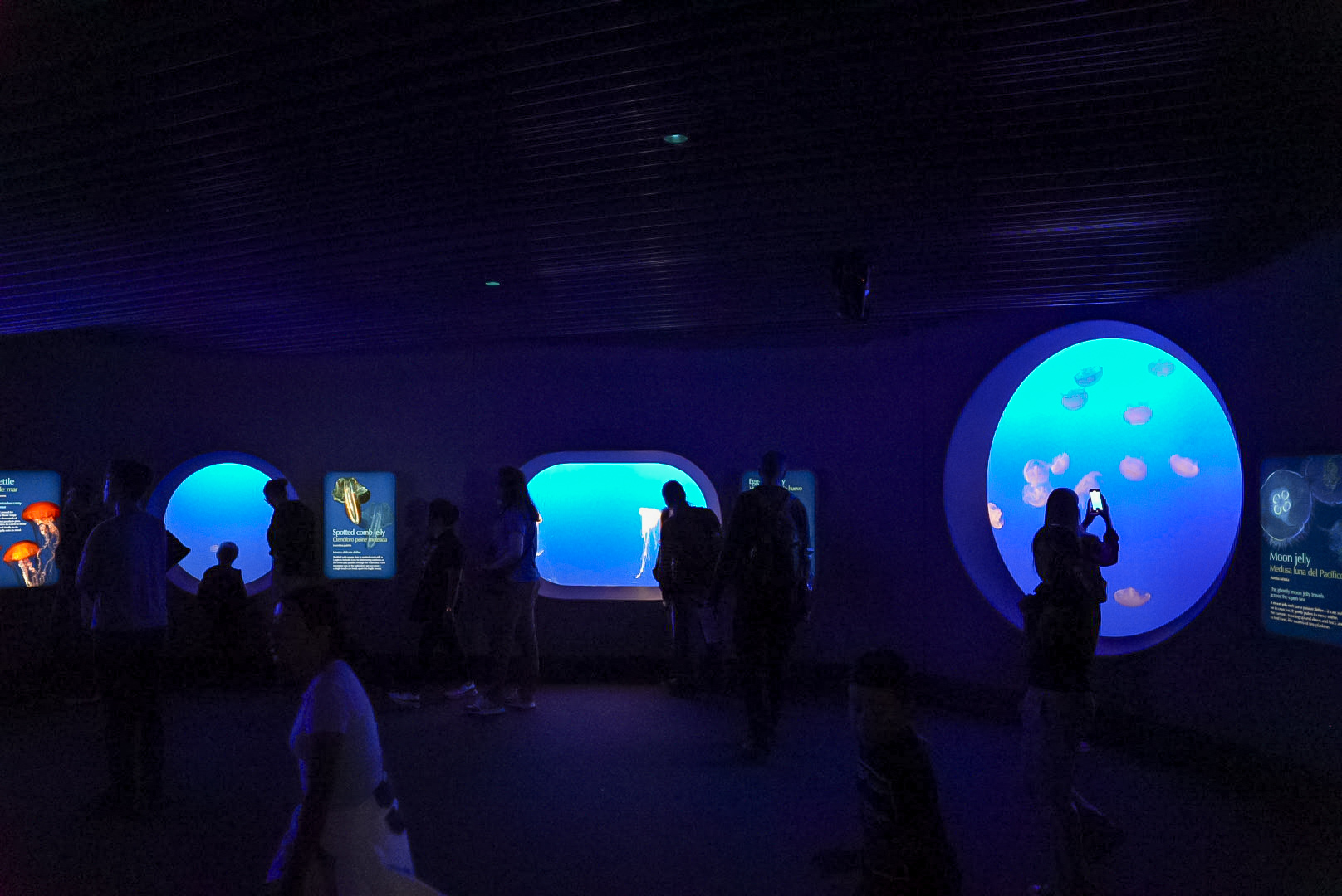 "Drifters Gallery" Jelly Tanks (Open Sea Gallery)