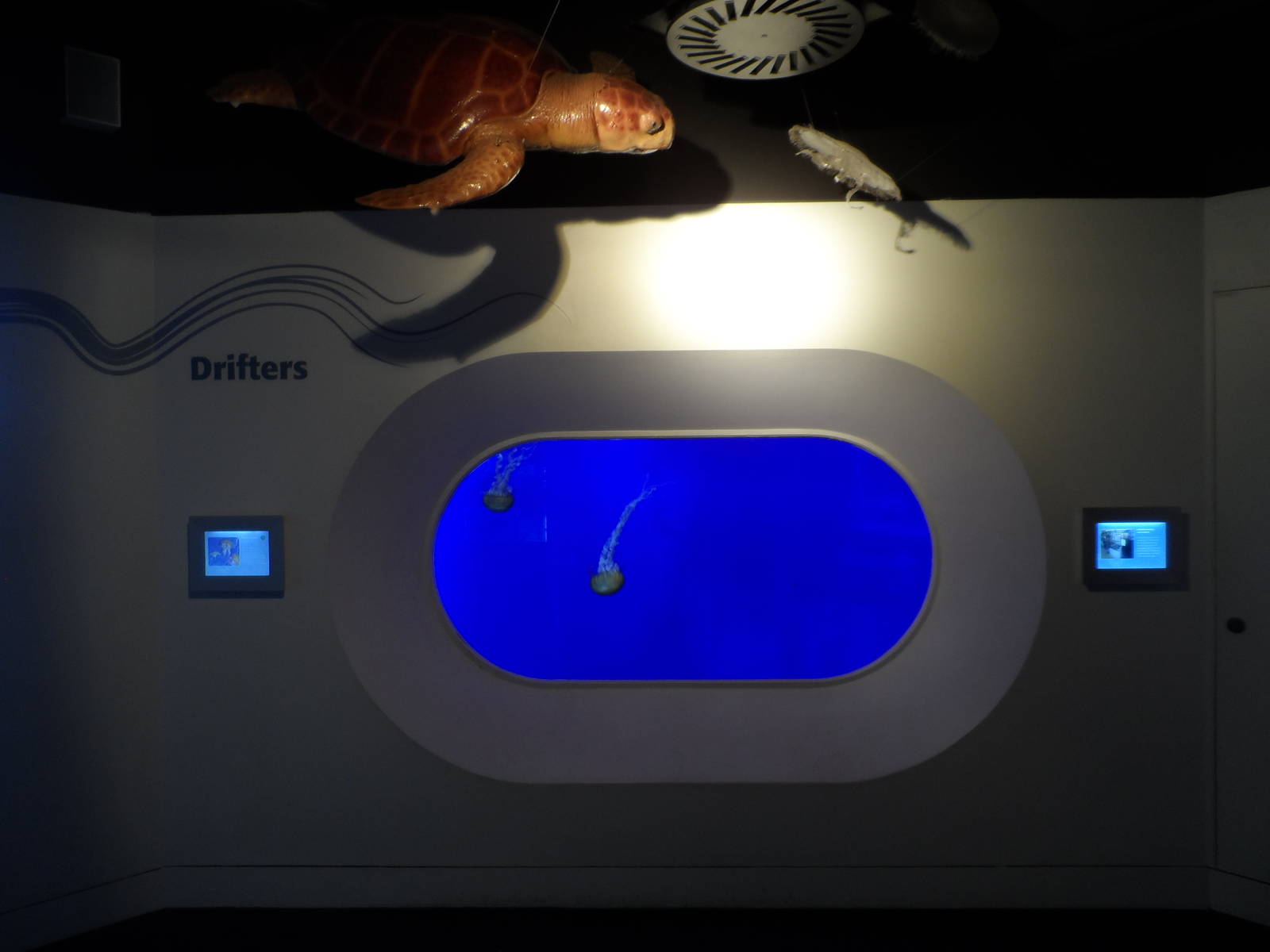 Drifters: Jellyfish Exhibit