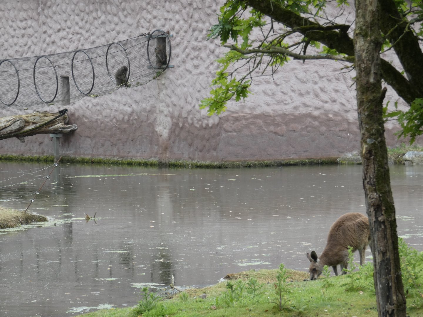 Drill and free-roaming Eastern grey kangaroo