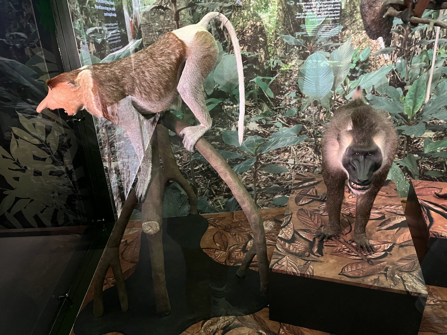 Drill and proboscis monkey  1.8.25