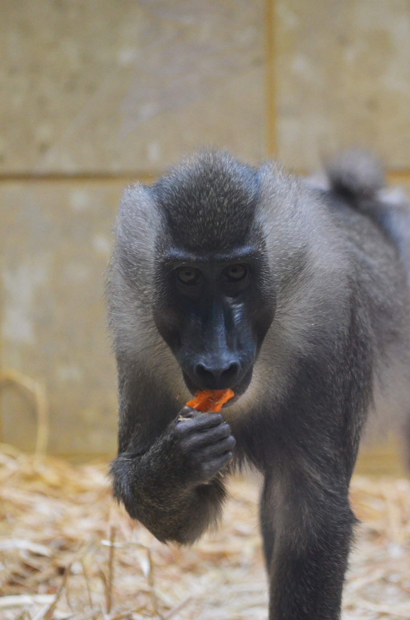 Drill at Wuppertal, 16/06/19