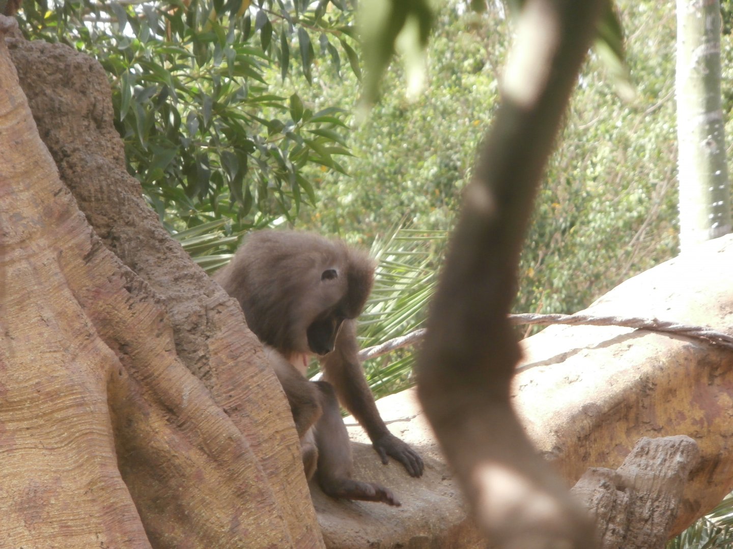 Drill -Bioparc Valencia (Summer 2017)