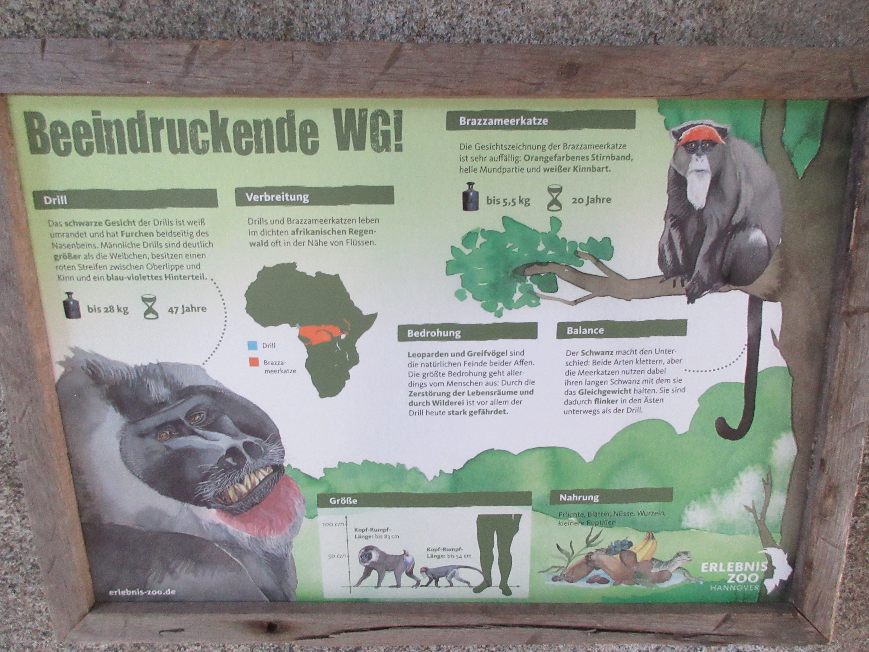 Drill/De Brazza's Monkey Exhibit