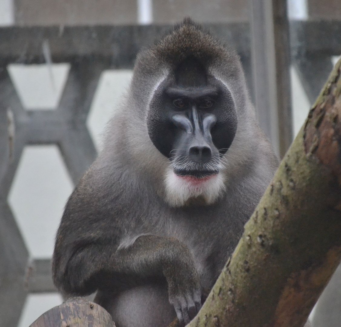 Drill - December 2015