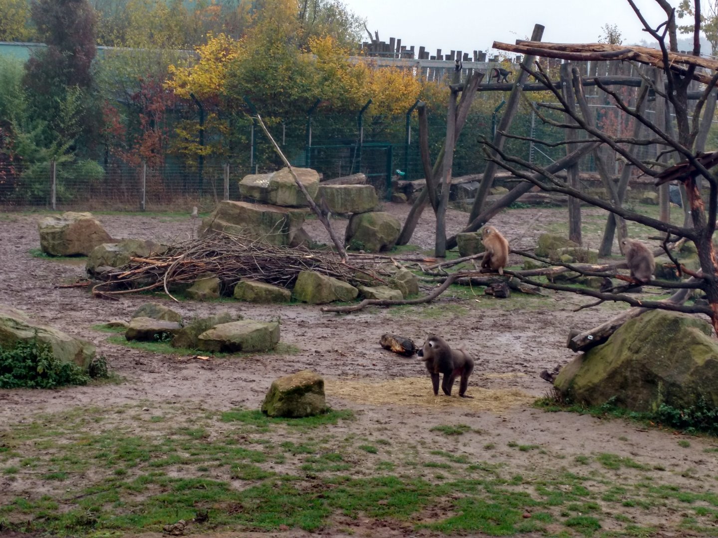 Drill, Diana monkey and Forest buffalo enclosure October 2016