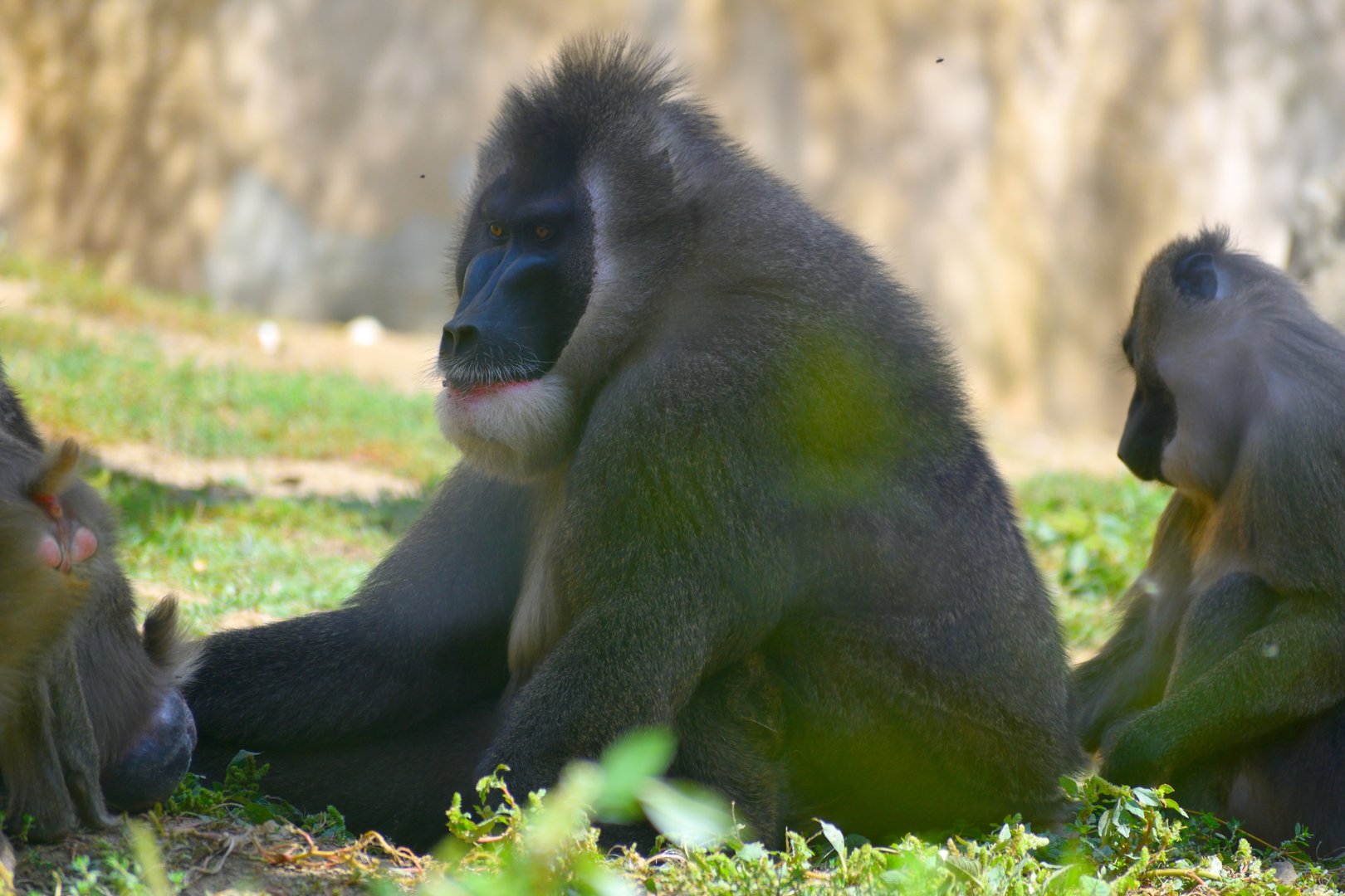 Drill - Espace zoologique de Saint Martin la Plaine 2023