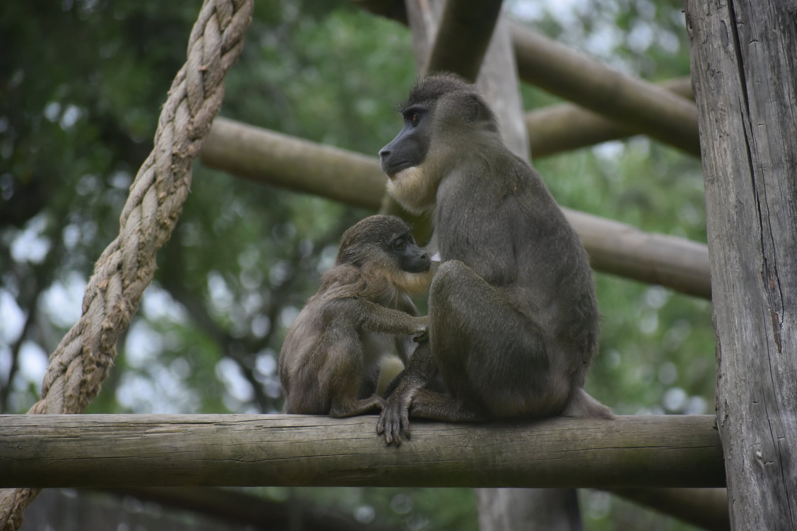 Drill - Espace zoologique de Saint Martin la Plaine 2023