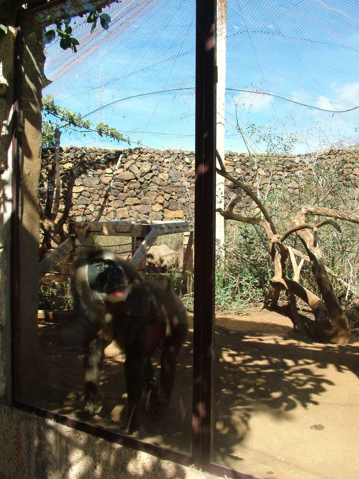 Drill Exhibit at Monkey Park, 09/11/10