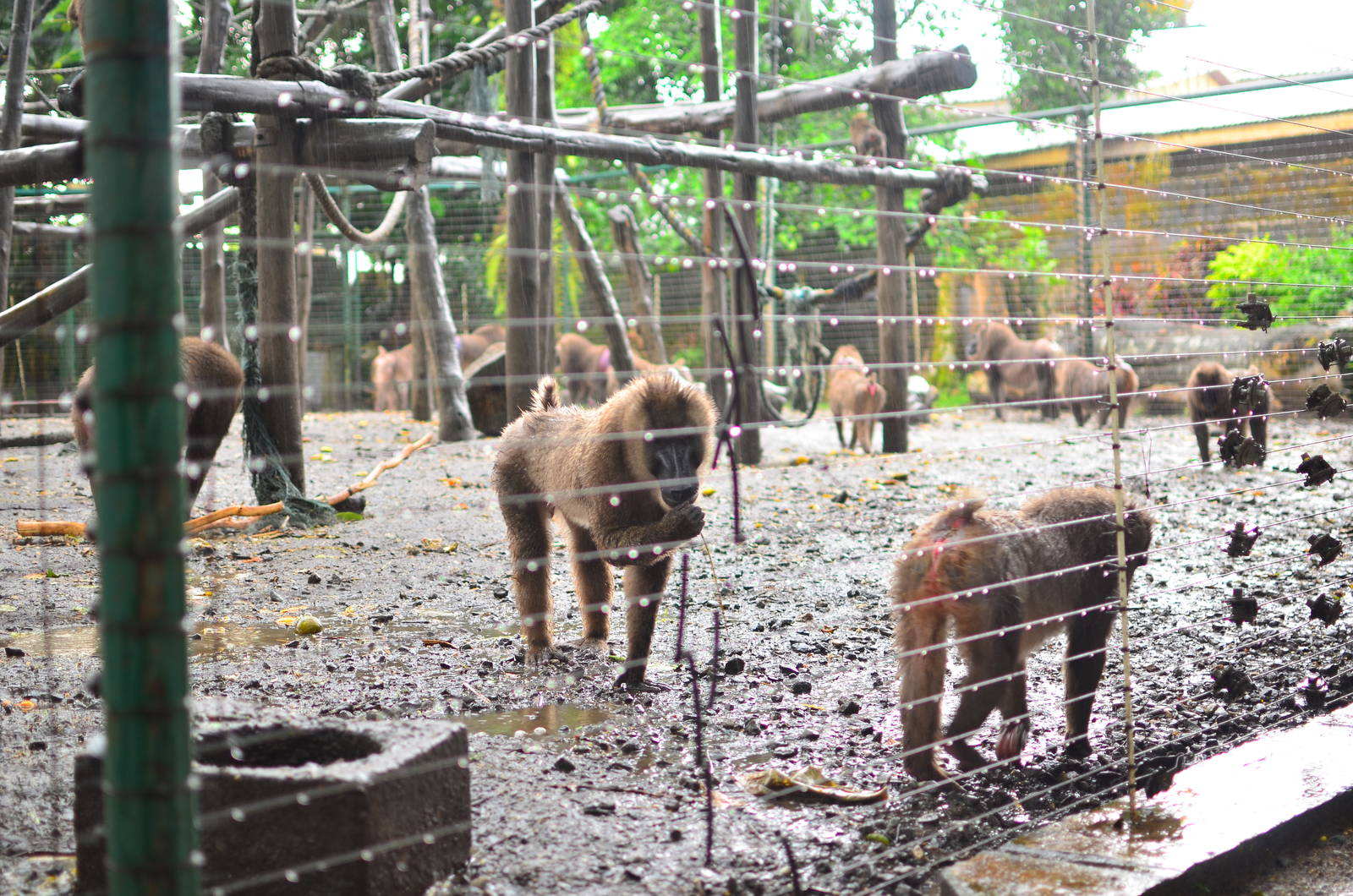 Drill group at Pandrillus HQ ? Calabar, Nigeria