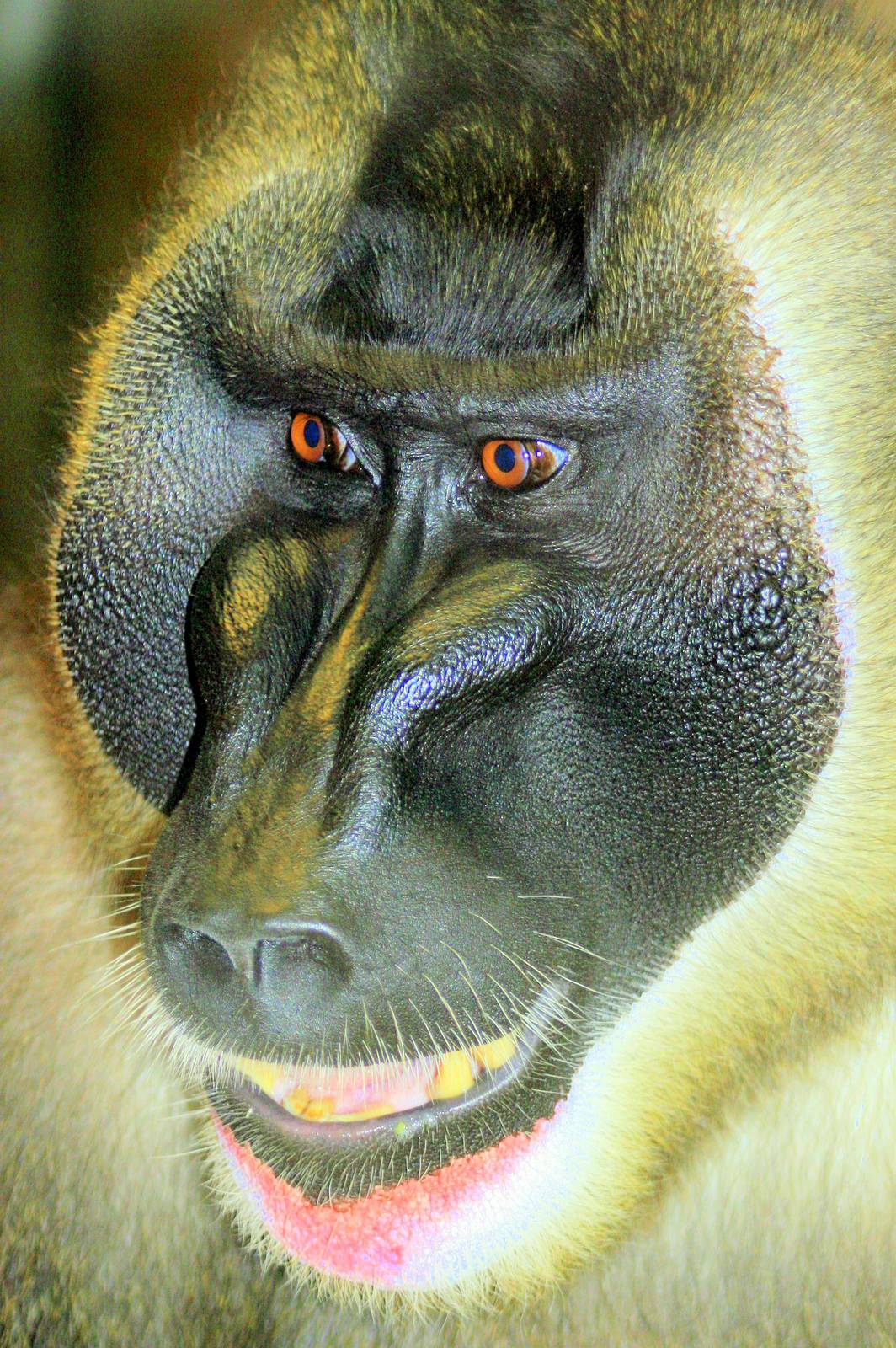 Drill; Hannover; 25th June 2013