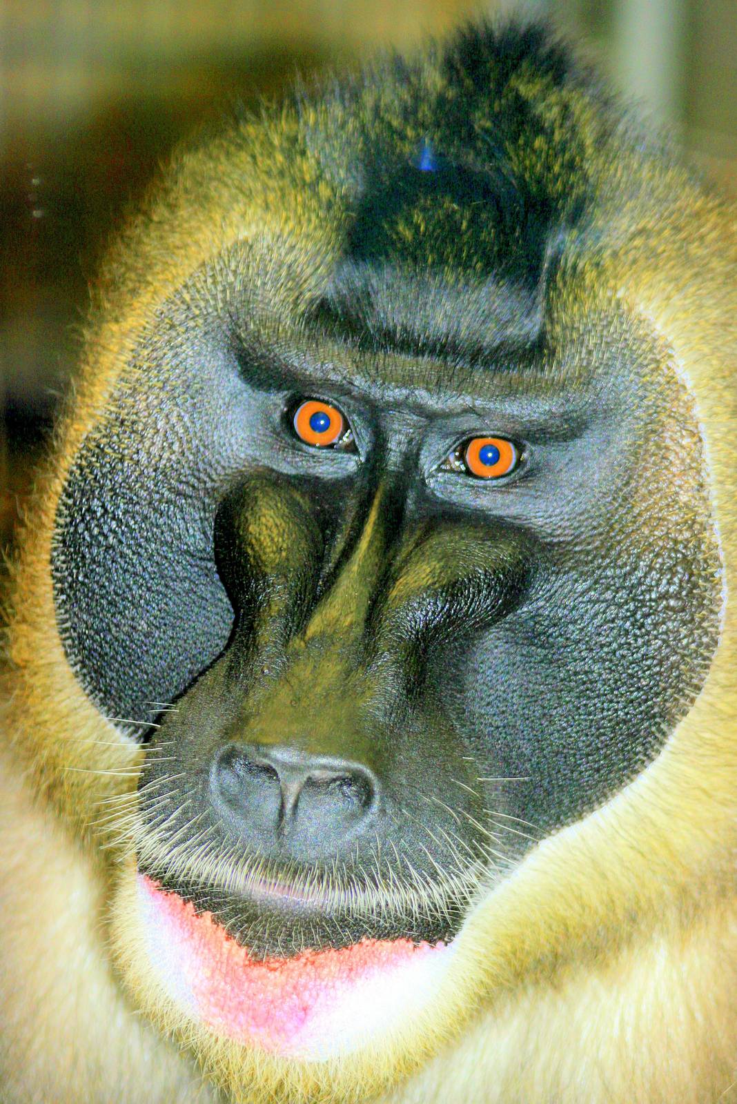 Drill; Hannover; 25th June 2013