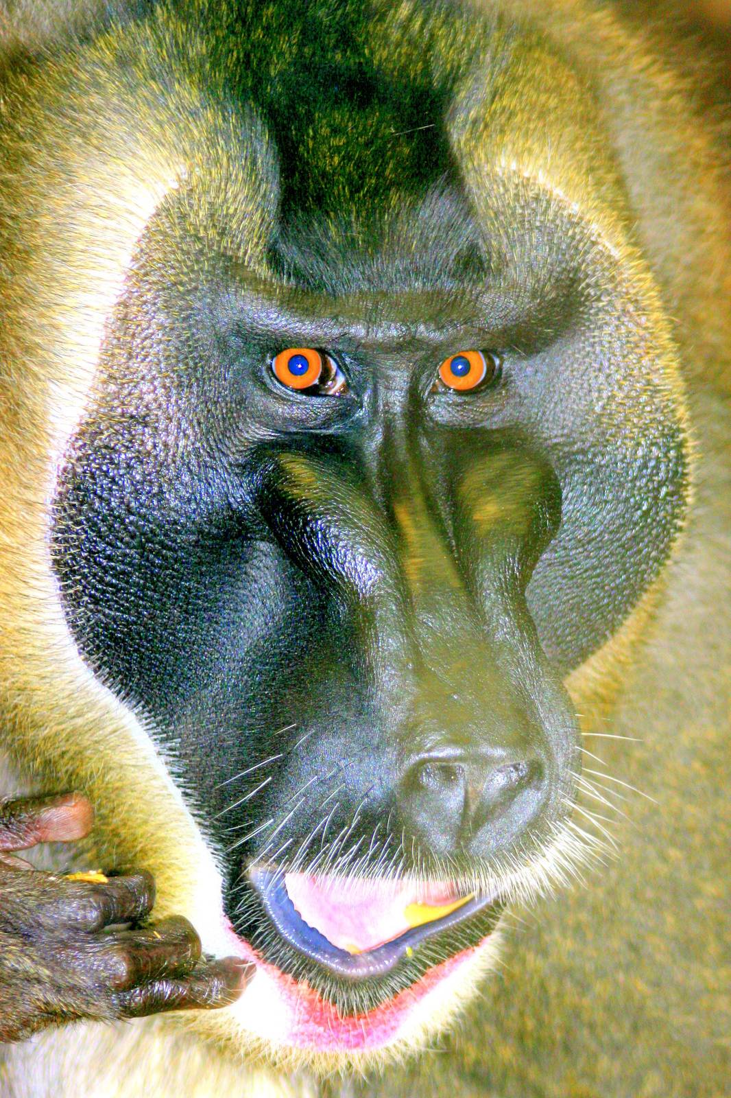 Drill; Hannover; 25th June 2013