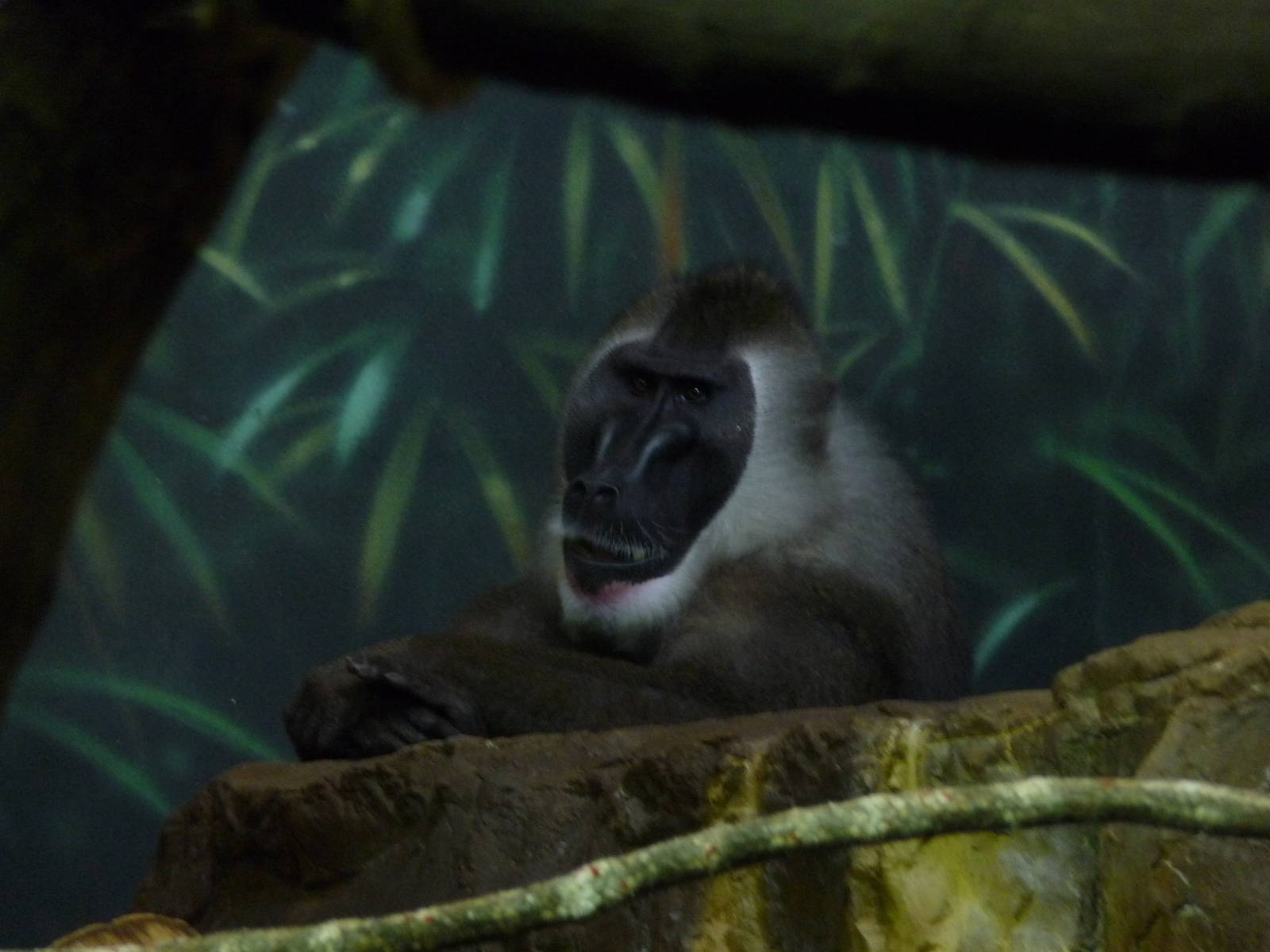 Drill - Lincoln Park Zoo