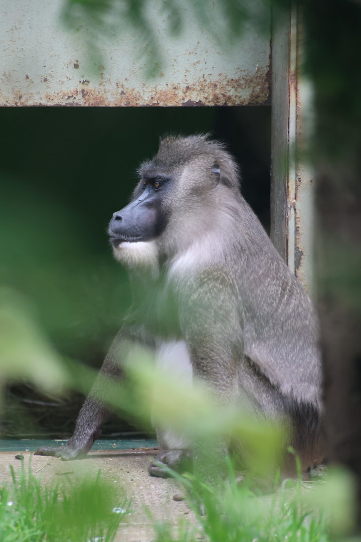 Drill looking out house