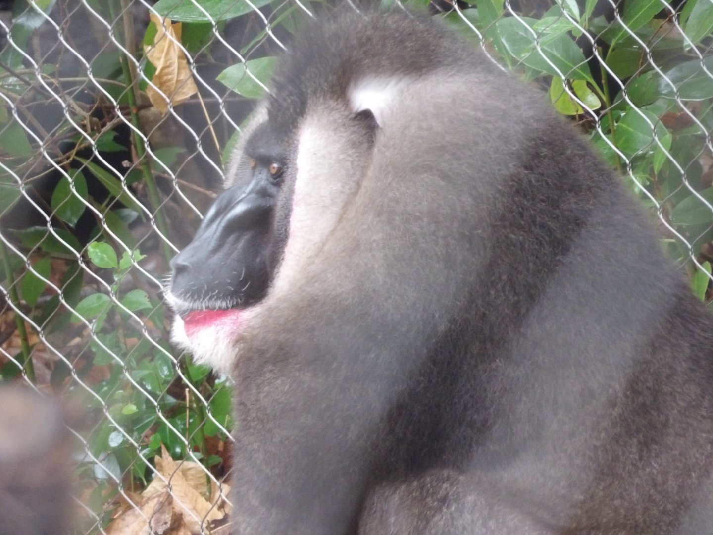 Drill(Mandrillus leucophaeus) - december 2023