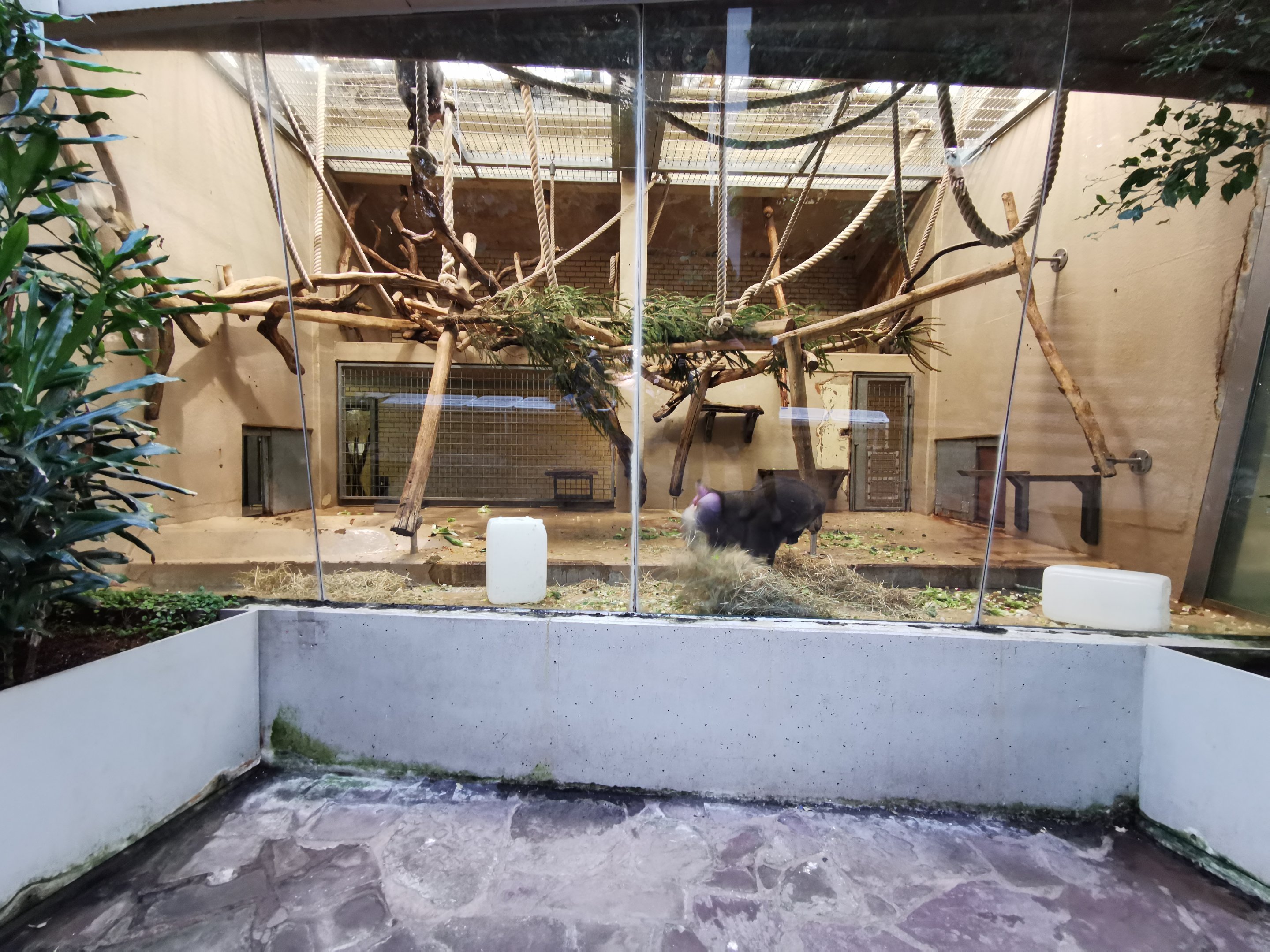 Drill (Mandrillus leucophaeus) indoors - Lemur house