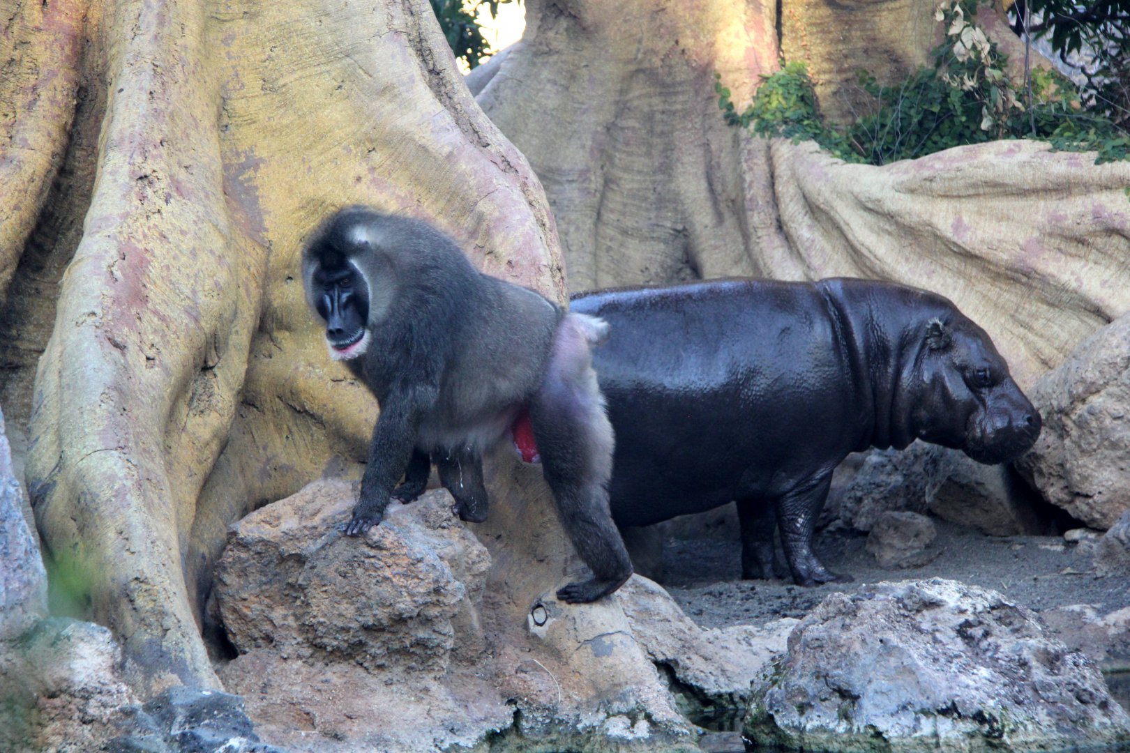 drill (Mandrillus leucophaeus) & pygmy hippopotamus (Choeropsis liberiensis)