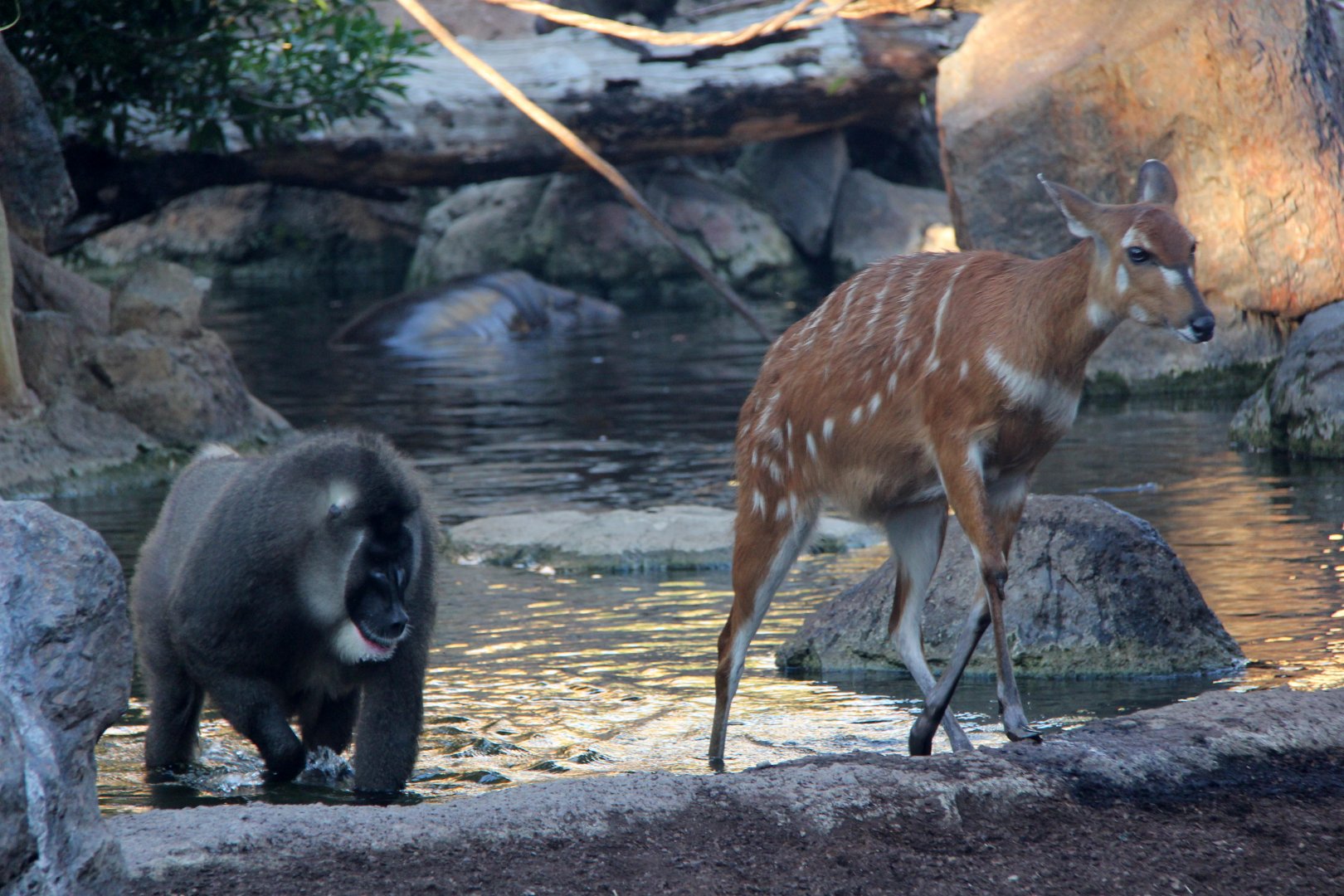 drill (Mandrillus leucophaeus) & sitatunga (Tragelaphus spekii)