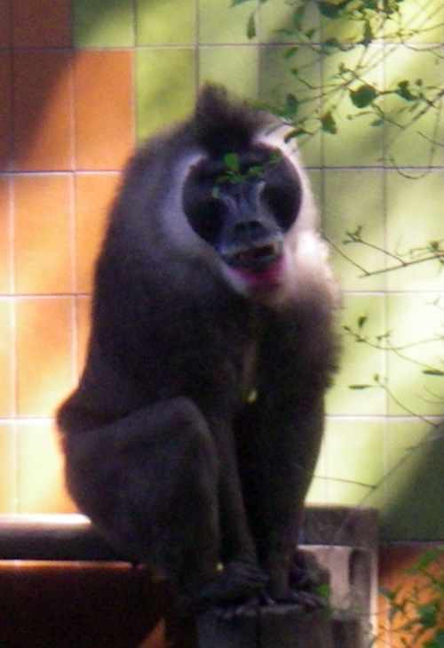 Drill (Mandrillus leucophaeus)