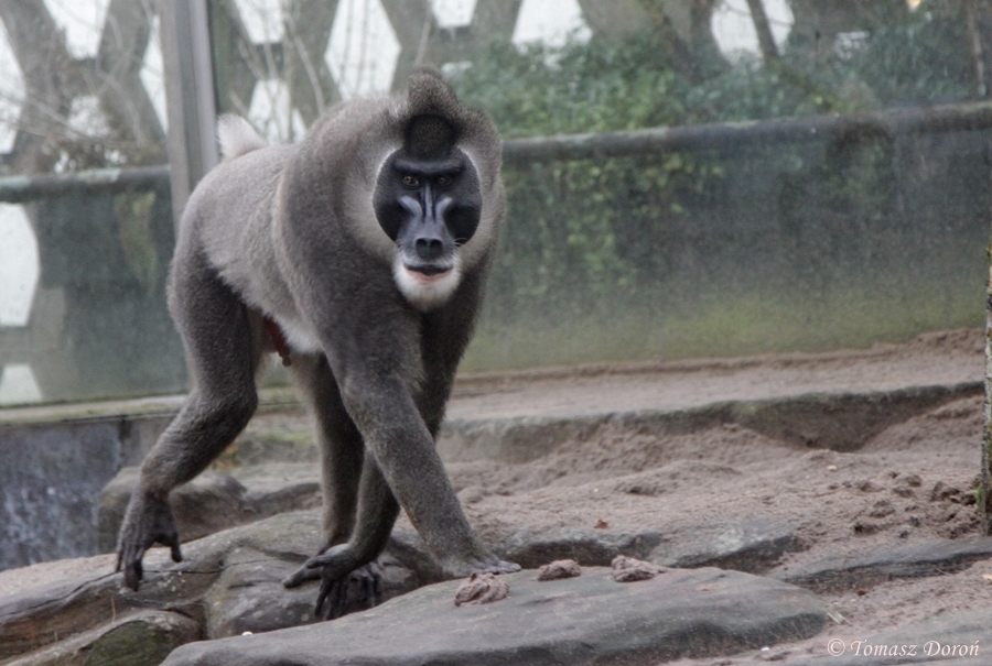 Drill (Mandrillus leucophaeus)