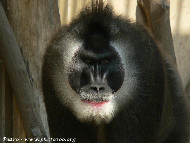 Drill (Mandrillus leucophaeus)