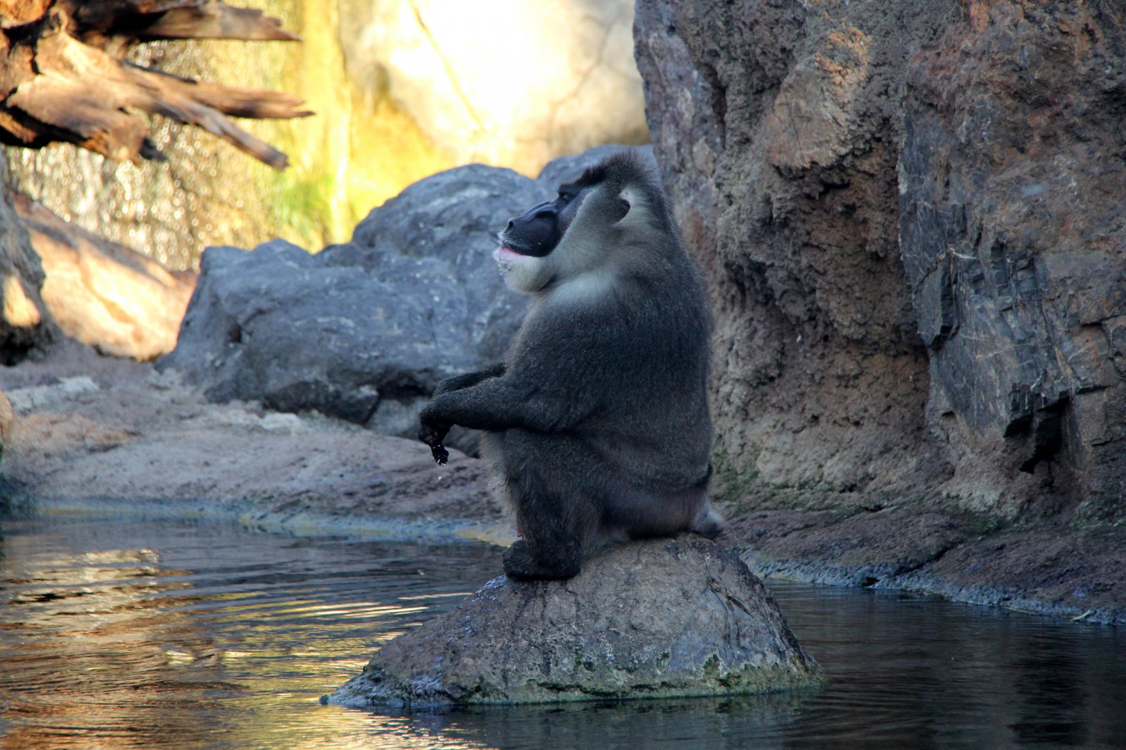 drill (Mandrillus leucophaeus)