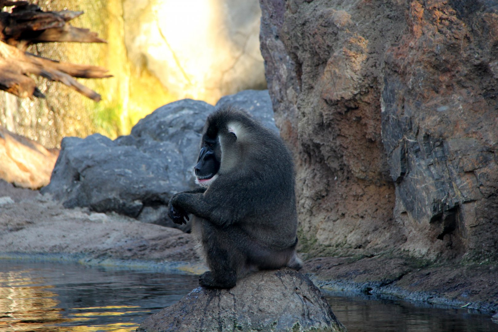 drill (Mandrillus leucophaeus)