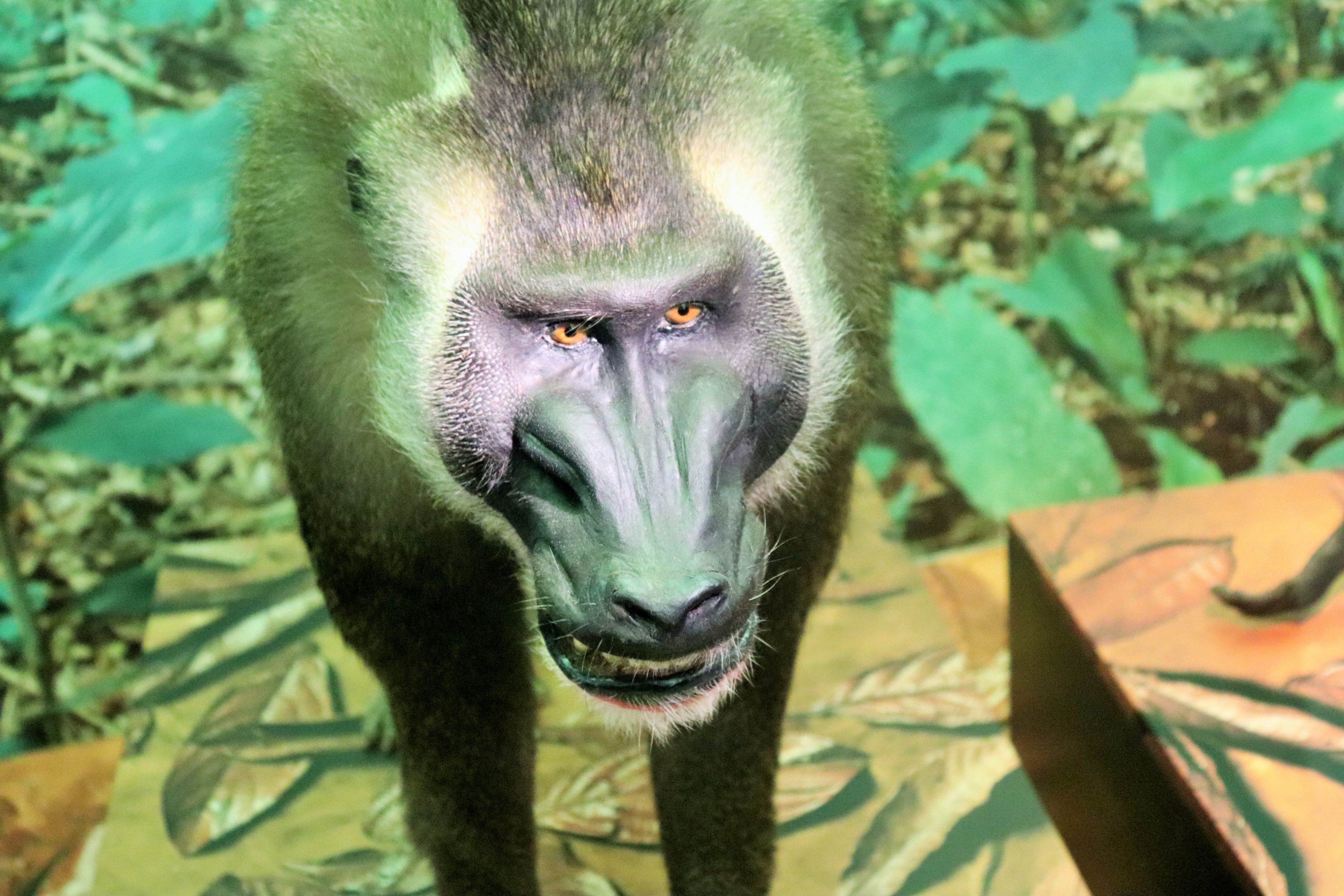 Drill (Mandrillus leucophaeus)