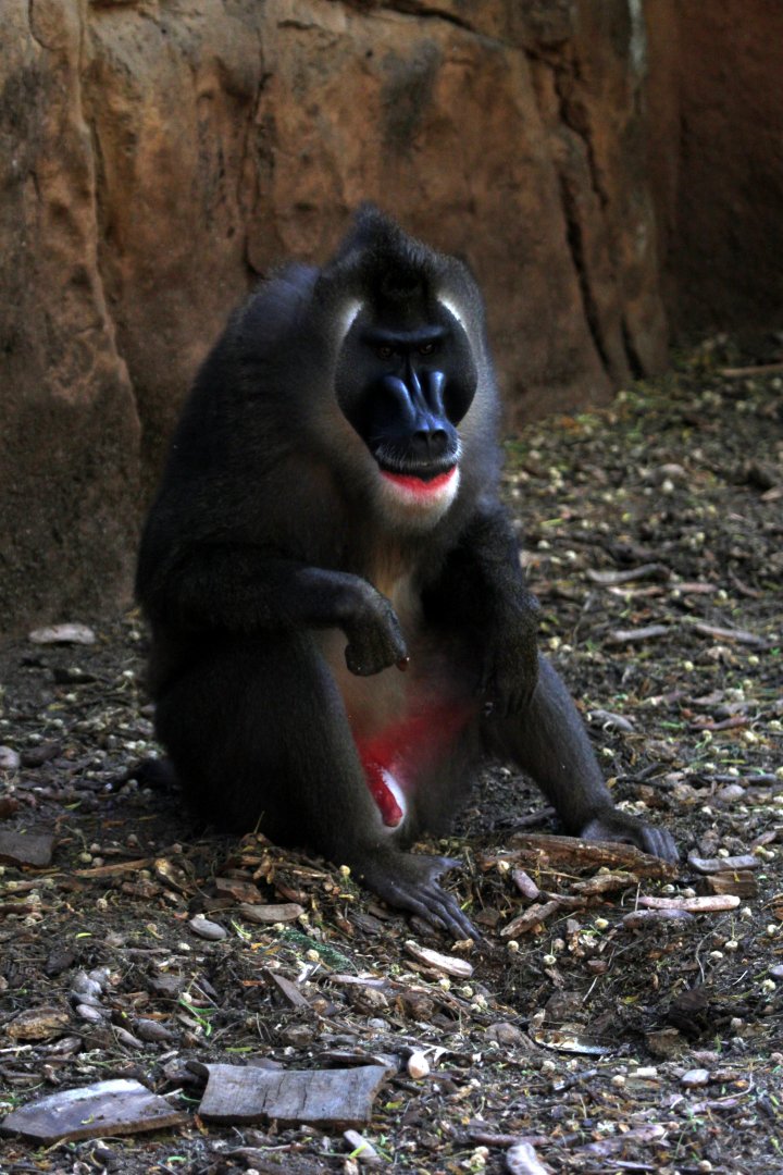 drill (Mandrillus leucophaeus)