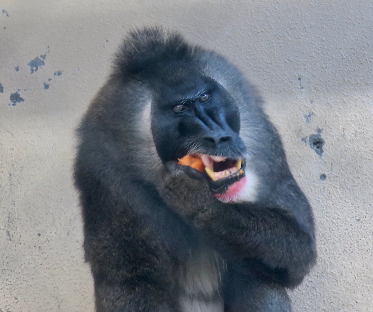 Drill (Mandrillus leucophaeus)