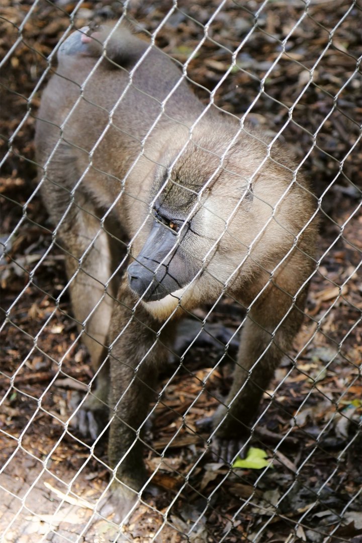 Drill (Mandrillus leucophaeus)