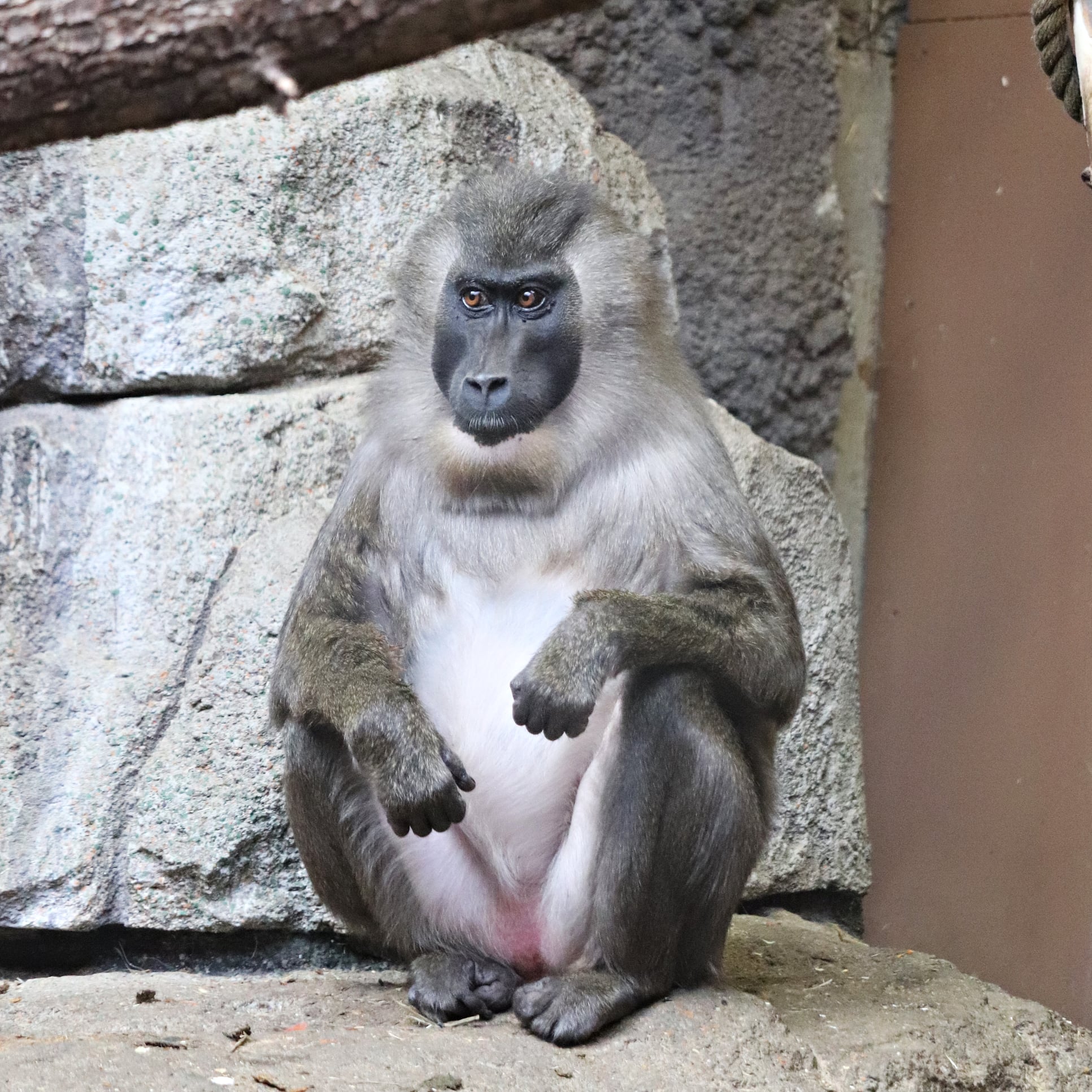 Drill (Mandrillus leucophaeus)