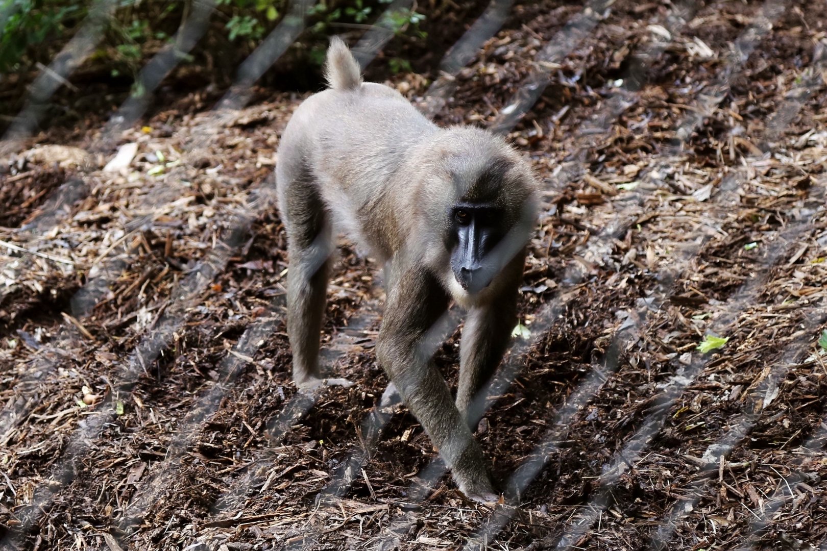 Drill (Mandrillus leucophaeus)