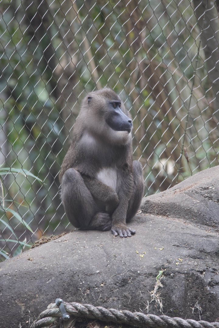 Drill/ Mandrillus leucophaeus