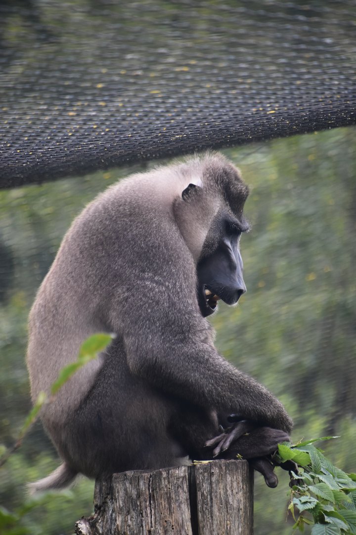 Drill, Mandrillus leucophaeus