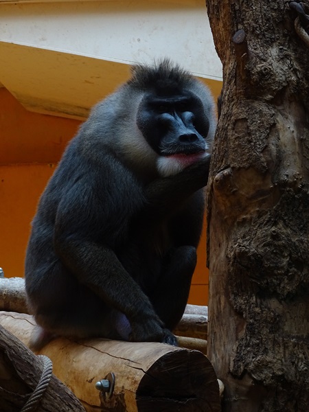 Drill (Mandrillus leucophaeus)